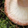 Lactarius_torminosus_af8978