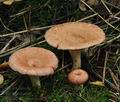 Lactarius_torminosus_ca2948