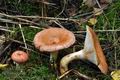 Lactarius_torminosus_ca2950