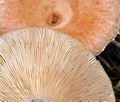 Lactarius_torminosus_ca2958