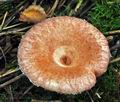 Lactarius_torminosus_ca2964