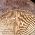 Lactarius_trivialis_aj3286