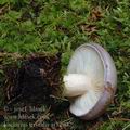 Lactarius_trivialis_aj3290