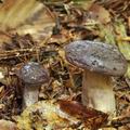 Lactarius_trivialis_be2666