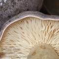 Lactarius_trivialis_be2669