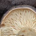 Lactarius_trivialis_be2670