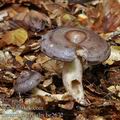 Lactarius_trivialis_be2672