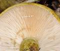 Lactarius_turpis_bi1409