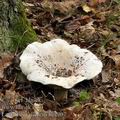 Lactarius_vellereus_be2907