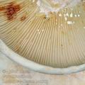 Lactarius_vellereus_be2909