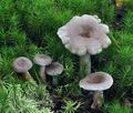 Lactarius_vietus_bs7228