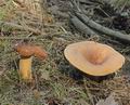 Lactarius_volemus_a5680