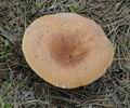 Lactarius_volemus_a5686