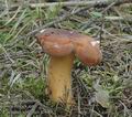 Lactarius_volemus_a5689