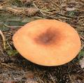 Lactarius_volemus_ac2214