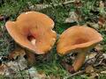 Lactarius_volemus_bo7320