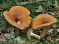 Lactarius_volemus_bo7325