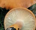 Lactarius_volemus_bo7330