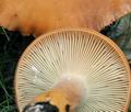 Lactarius_volemus_bo7330