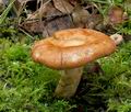 Lactarius_zonarioides_cr5332s