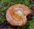 Lactarius_zonarioides_cr5348s