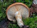 Lactarius_zonarioides_cr5355s