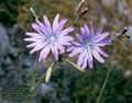 Lactuca_perennis_8254