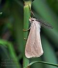 Laelia_coenosa_bk6213