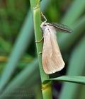 Laelia_coenosa_bk6227