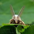 Laelia_coenosa_bk6388