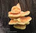 Laetiporus_sulphureus_a6238