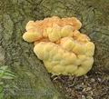 Laetiporus_sulphureus_aa8409