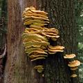 Laetiporus_sulphureus_af6259