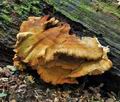 Laetiporus_sulphureus_ca3363