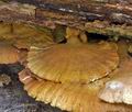 Laetiporus_sulphureus_ca3404