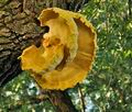 Laetiporus_sulphureus_jf7131