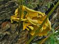 Laetiporus_sulphureus_jf7133