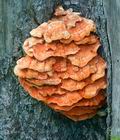 Laetiporus_sulphureus_k3264