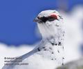 Lagopus_mutus_ph9363