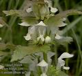 Lamium_album_aa7946