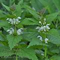 Lamium_album_bi1445