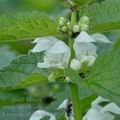 Lamium_album_bi1460