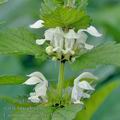 Lamium_album_bi1466