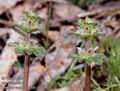 Lamium_amplexicaule_11469