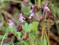 Lamium_amplexicaule_11470