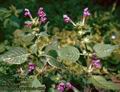 Lamium_amplexicaule_4820