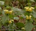 Lamium_galeobdolon_aa8198