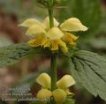 Lamium_galeobdolon_aa8217