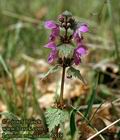 Lamium_maculatum_4818