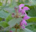 Lamium_maculatum_aa6417